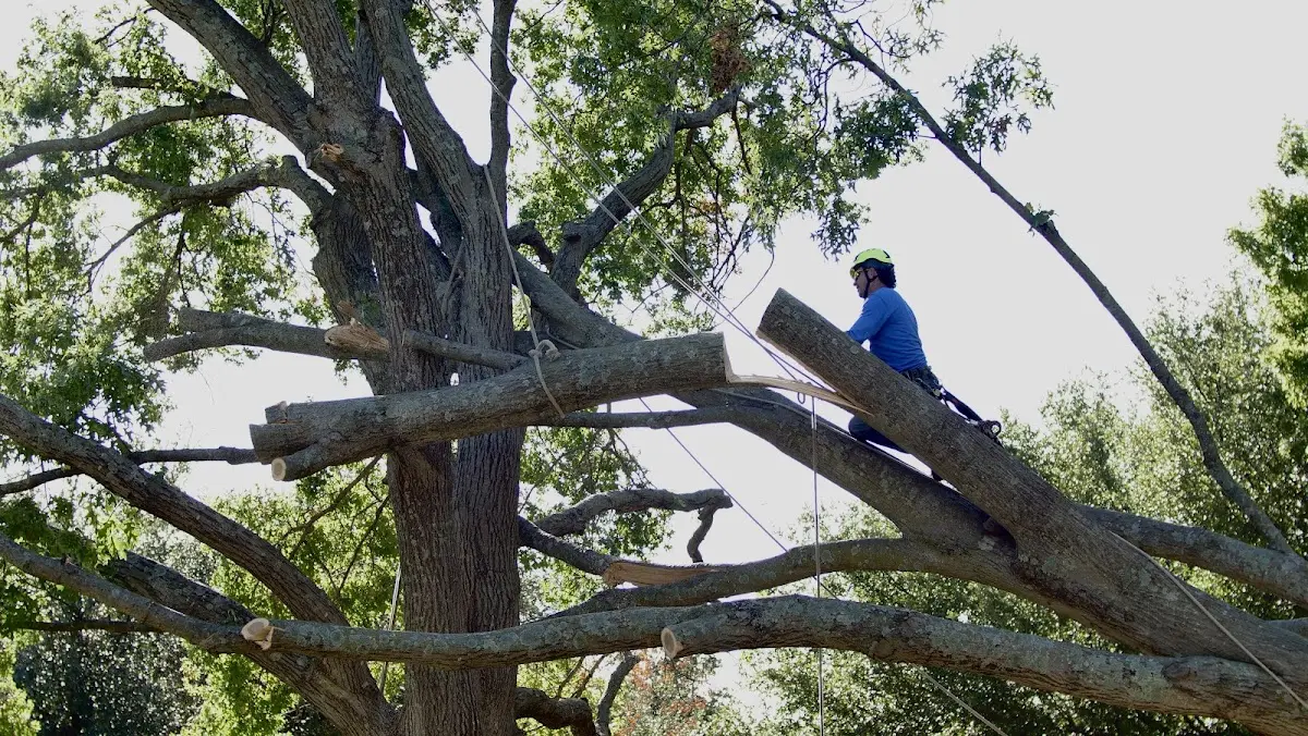 Professional Hazardous Tree Removal performed by certified arborists in Barneveld